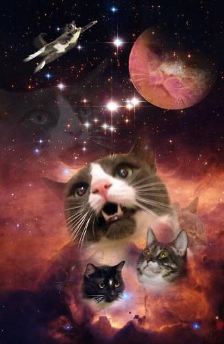 Cats in outer space