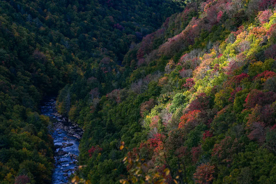 A stream and valley of trees in West Virginia.