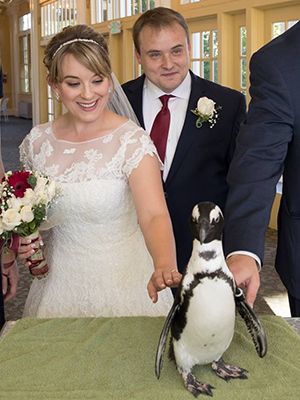 WVU Law graduates Ashley and Dylan Batten at their wedding with a penguin