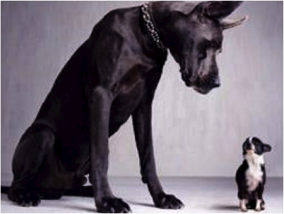 Big dog vs. Little dog
